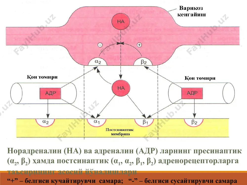 мпатомиметиклар эфедрина гидрохлорид-бевосита адреномиметик табл. 0,025; амп. 5% -1 мл эритма; 3% -10 мл бурун томчиси. мнт ўтади, яхши сўрилади на пресинапсдан чиқишини на нейронал қайта сўрилишини адреналин каби :α1-адренорецепторларни қт ларни торайтиради бронхлар силлиқ мушаклар тонусини қўлланилиши бронхиал астма (мнт га таъсири сабали хозир кам тавсия этилади). гипотонияда. ринитда (махаллий). офтальмологияда кўз қорачиғини кенгайтиришда (диагностика) нарколепсия (патологик туш куришнинг бузилиши). теофедрин эфедрина гидрохлорид, теофиллин, кофеин, парацетамол, фенобарбитал, красавки экстракти, цитизин. (бронхиал астмада). солутан- фл. 50 мл. эфедрина гидрохлорид, алкалоид (красавка илдизи) балғам кўчирувчи, бронхолитик дори сифатида бронхит ва бронхиал астмада эътиборингиз учун рахмат !