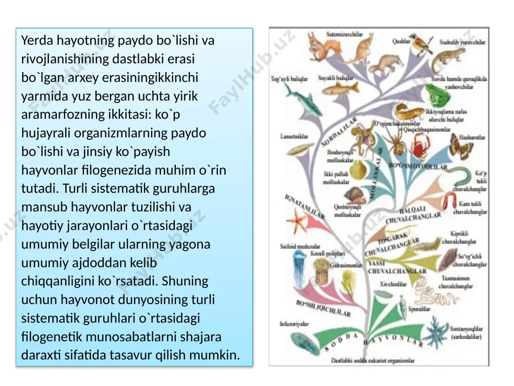hayvonot dunyosidagi evolutsion o`zgarishlar dars ishlanmasi - Page 5