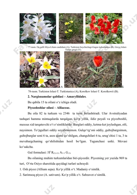 chimyon piyozi (a. tshimganicum) kabilar yovvoyi holda o‘suvchi o‘simliklar bo‘lib, ular ko‘proq tog‘ yonbag‘irlarida o‘sadi (79-rasm). ahamiyati: piyoz turlari, sabzavot o‘simligi sifatida ko‘plab ekib o‘stirilib, ovqatga ishlatiladi va dorivor o‘simlik sifatida keng foydalaniladi. 79-rasm. sarimsoq piyoz-allium sativum (a), pskom piyozi-a. pskemense (b), anzor piyozi-a. suvorovii (v), chimyon piyozi-a. tshimganicum (g). nargisdoshlar oilasi – amaryllidaseae. bu oilani 82 ta turkumi va 2346 ta turi ma’lum bo‘lib, ular antraktikadan tashqari hamma joylarda tarqalgan. ko‘pchilik turlari tropik va subtropik mintaqalarda turli ekologik sharoitlarda o‘sishga moslashgan. oila vakillari ko‘p yillik piyozboshli o‘t o‘simliklar hisoblanadi. barglari oddiy, bandsiz, ko‘pincha yer ustki qismida, rozetka (to‘pbarg) holida, ba’zan ketma-ket joylashgan. gullari ikki jinsli, to‘g‘ri, ba’zan bir oz qiyshiqroq bo‘lib, piyozdoshlar oilasidan tugunchasining ostki va ost gultoji hosil qilishi bilan farq qiladi. gulqo‘rg‘oni yirik, uzun silindrik nayli, qaytarmasi 6 bargli, tojbo‘g‘zidan qo‘ng‘iroqsimon yoki piyolasimon yontoj chiqqan. gul formulasi: r3+3 a3+3 g (3) oilaning o‘rta osiyo sharoitida kalantus (calanthus), …