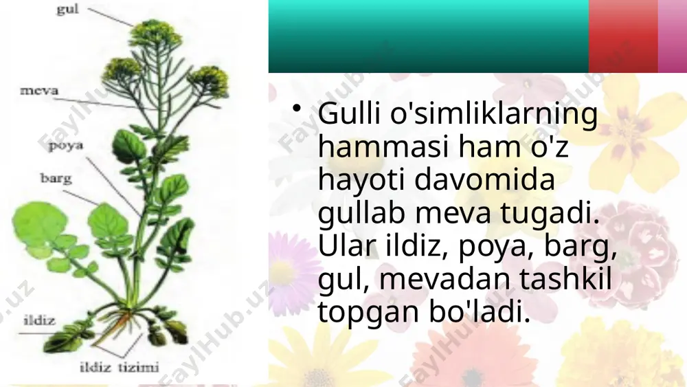 gulli o'simliklar bilan umumiy tanishish - Page 3