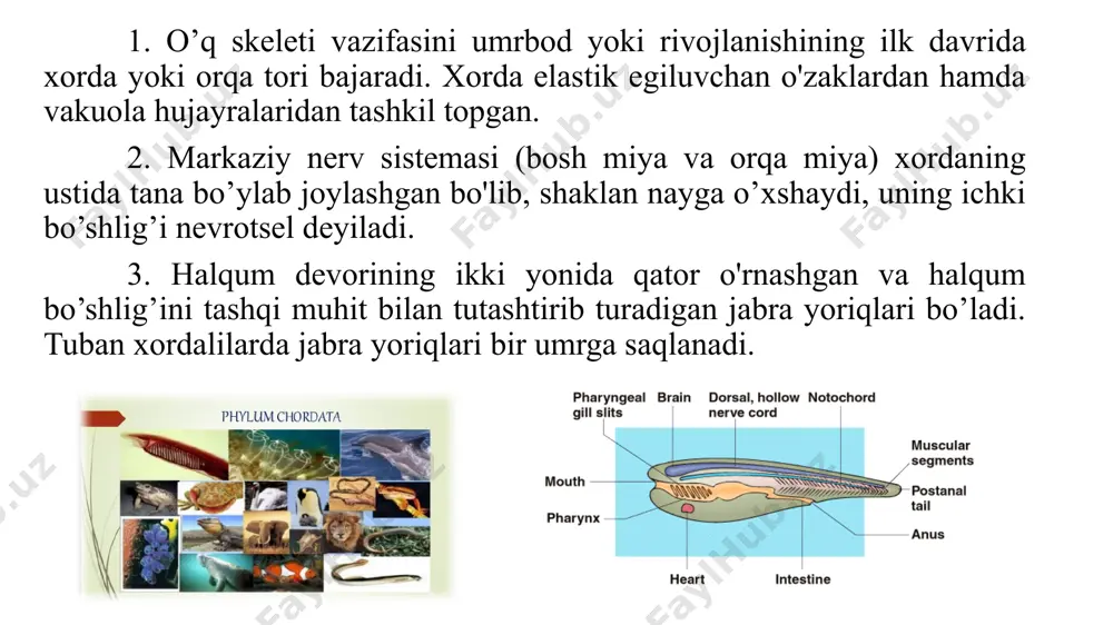 ham mavjud. voyaga yetgan assidiyalarning uzunligi 30-50 sm ga boradi. assidiyalarning xaltasimon yoki bochkasimon tanasi tashqi tomonidan dildiroq kletchatkasimon moddadan iborat qalin qobiq (tunika) bilan o’ralgan bo’lib, ostki tomonidagi tovoni bilan suv tagidagi birorta substratga yopishib yashaydi ovqat hazm qilish va nafas olish organlari. assidiyalar passiv holda oziqlanadi. og’iz sifonining teshigi og’izga ochiladi. og’izni bir qancha qamragichlar o’rab olgan bo’lib, u keng xaltasimon halqumga ochiladi. halqum devorida bir qancha mayda-mayda jabra yoriqlari-stigmalar joylashgan. jabra yoriqlari, ya’ni stigmalar bevosita tashqariga ochilmay, balki maxsus jabraoldi (atrial) bo’shlig'iga ochiladi. halqumning ostki to­monidan qisqa qizilo’ngach boshlanadi. u keng qopsimon oshqozonga ulanadi. oshqozondan keyin ichak boshlanadi va ichak anal teshigi orqali atrial bo'shliqqa ochiladi. qon aylanish sistemasi. assidiyalarning qon aylanish sistemasi tutash emas. yuragi oshqozon oldiga joylashgan muskulli xaltacha ichida turadi. yuragining ikki tomonidan bittadan qon tomiri chiqadi, oldingisi jabra qon tomiri hisoblanib, halqumning ostki tomonidan o’tib, stigmalarga bir qancha mayda-mayda shoxchalar beradi. keyingi qon …