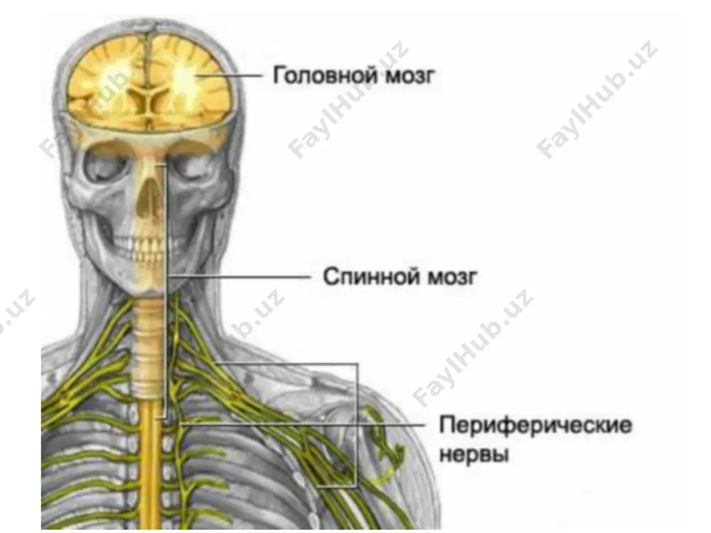 nerv sistemasining ahamiyati va uning gigiyenasi - Page 3