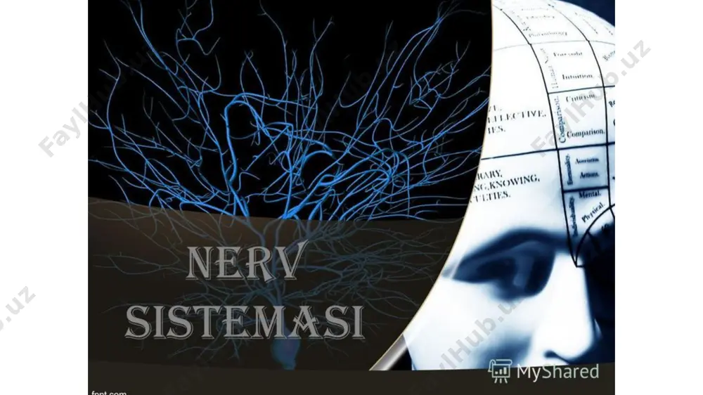 nerv sistemasining fiziologiyasi va yosh xususiyatlari - Page 3