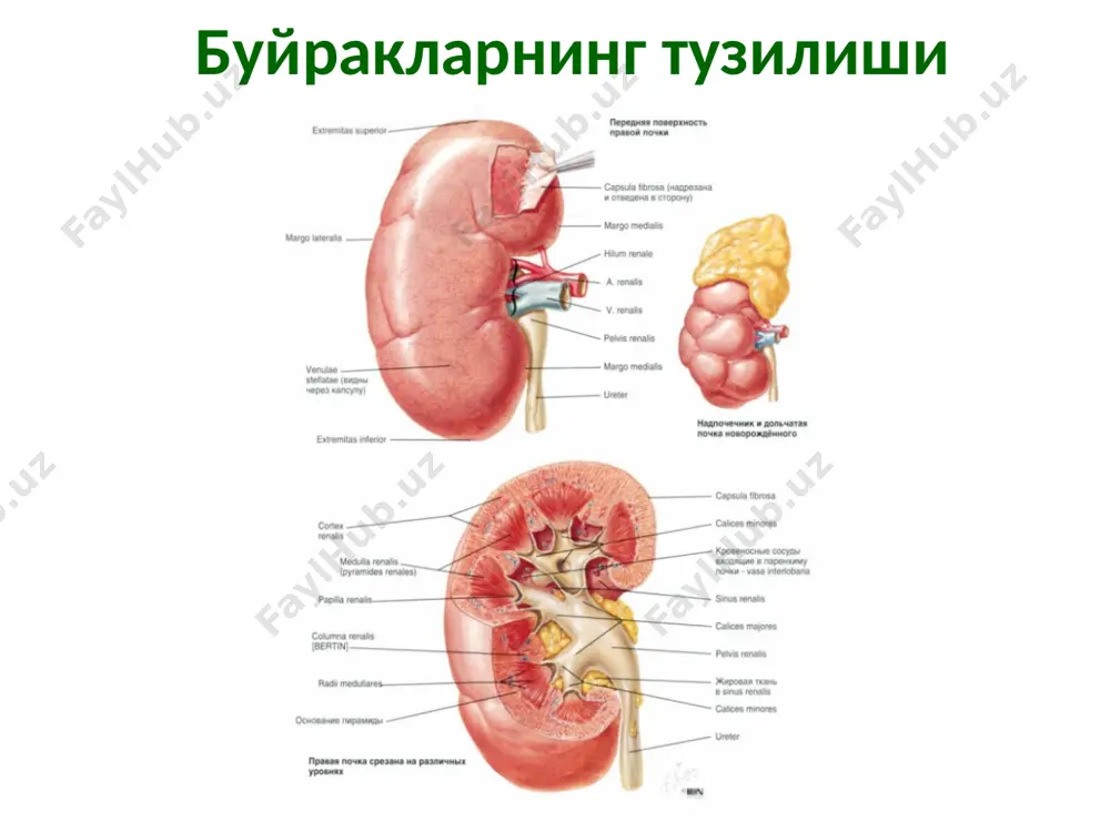 сийдик-таносилтизими - Page 3