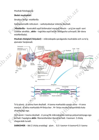mushak fiziologiyasi — DOCX
