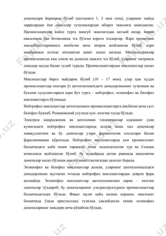 ларда эндоплазматик тур ва гольжи комплекси нейтрофилларга нисбатан сустроқ ривожланган. гранулоцитларнинг ривожланиши давомида, яъни улар ёш метамиелоцит ва таёқча ядроли лейкоцит босқичига ўтганида ядро ва ҳужайра цитоплазмасида маълум ўзгаришлар рўй бериб, бу ўзгаришлар гранулоцитларнинг кўрсатилган уч тури учун ҳам умумийдир. метамиелоцит босқичида ядронинг шакли ўзгаради – унда ботиқлик пайдо бўлиб, бу ботиқлик ядрога такасимон шаклни беради. шу билан бирга ядро хроматини зичлашади ва хроматин ипчалари йўғонлашиб дағаллашади. электрон микроскопда кўрилганда метамиелоцитларда ҳужайра органеллаларининг редукциясига (яъни тескари тараккиётига) юз тутганлигини кўриш мумкин. эндоплазматик тур ва гольжи комплекси кам сонли бўлиб қолади. бу холл метамиелоцитлар босқичига келибҳужайрада донадорлик ҳосил бўлиш процессининг анча сустлашганлигидан ёки бутунлай тўхтаганидан дарак беради. цитоплазманинг асосий қисмини донадорлик тўлдириб, бу донадорликнинг тузилиши нейтрофил, эозинофил ва базофил метамиелоцитларнинг ҳар – бири ўзига хосдир. такомиллашиш давомида ядродаги ботиқликлар чуқурлашиб боради ва ядрони алоҳида бир- бири билан ингичка қисмлар орқали боғланадиган бўлакларга бўлади ва натижада етук ёки сегмент ядроли гранулоцитлар ҳосил …