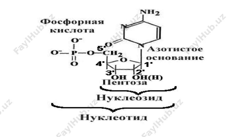 она (асосан фагларни) днкнинг палиндром структурага эга молекуласидаги аниқ қисмларини парчаланишини катализлайди. e.coliдан 2 та шундай рестриказа ажратилиб, хусусиятлари ўрганилган ва есо r i ва есо r i i деб белгиланган, амалий жиҳатдан кўп қўлланилмоқда. рестриктазалар аниқ специфик таъсир кўрсатадилар, шунинг учун фаг ва вируслар днкдаги нуклеотид қолдиқларини кетма-кетлигини аниқлашда улардан фойдаланиланади. бундан ташқари, рестриктазаларни бу хусусияти ген инженериясида днк маълум фрагментлари – «кесиш» ва уларни бактериал днк геномига «киргизиши»да қўлланилади. рнкни гидролитик парчаланишини катализловчи яхши ўрганилган ферментлардан рибонуклеаза i дир, у рнк молекуласи ички фосфодиэфир боғларини гидролизлайди. кўпинча ҳайвонлар ошқозон ости безидан ажратилган рнказалар 124 аминокислота қолдиғидан таркиб топган бўлиб, аминокислоталарни кетма-кет жойлашиши билан фарқланадилар; баъзи рнказаларни учламчи структураси аниқланган. ногидролитик йўл билан днк ва рнкни парчаланишини амалга оширувчи ферментлар сифатида полинуклеотид-фосфорилаза ва днк-гликозидазаларни кўрсатиш мумкин. ҳозирги вақтда с.с. дебов лабораториясида микроблар полинуклеотид-фосфорилазасини физик-кимевий хусусиятлари ва биологик роли батафсил ўрганилган. ферментни таъсир механизми нуклеотид қолдиқларини рнкдан неорганик фосфатга ўтказилишидан …