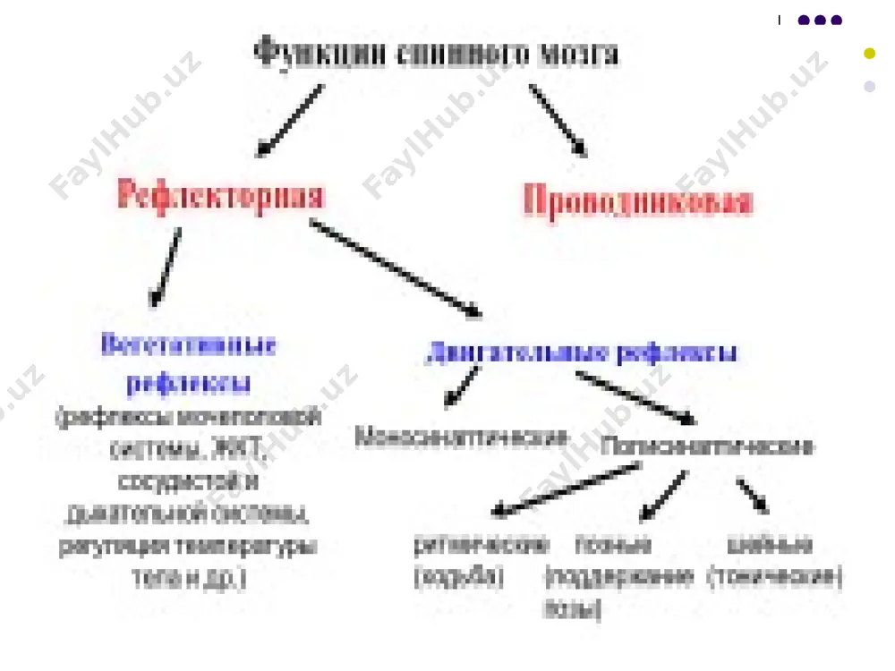 икулярного и вестибулярного ядер. черная субстанция – скопление непигментированных нейронов и нейронов, содержащих пигмент меланин. медиаторы черной субстанции: дофамин (пигментированные нейроны) ах и гамк (непигментированные нейроны) функции черной субстанции: регуляция тонуса мышц, позы и движений; согласование актов жевания и глотания; входит в состав экстрапирамидной системы. повреждение черной субстанции или снижение синтеза дофамина – болезнь паркинсона: тремор ригидность снижение моторной активности проводниковая функция среднего мозга через средний мозг проходят: восходящие пути к: таламусу (медиальная петля и спиноталами-ческий путь) мозжечку кбп нисходящие пути: пирамидальный путь руброретикулоспинальный путь корково-мозговые волокна ретикулярная формация ствола мозга. структурно-функциональная организация, ее участие в регуляции вегетативных функций и роль в интегративной деятельности цнс. ретикулярная формация – это связанный практически со всеми структурами цнс комплекс полиморфных нейронов различных размеров с огромным количеством коллатералей и отростков, между которыми имеются тесные контакты в виде химических и электрических синапсов, расположенных от спинного мозга до ядер таламуса. особенности нейронов рф: нейроны рф высоко …