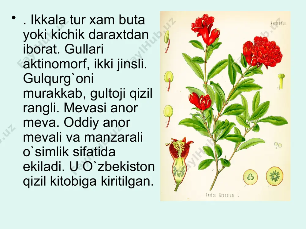 anordoshlar-punicaceae oilasi - Page 5