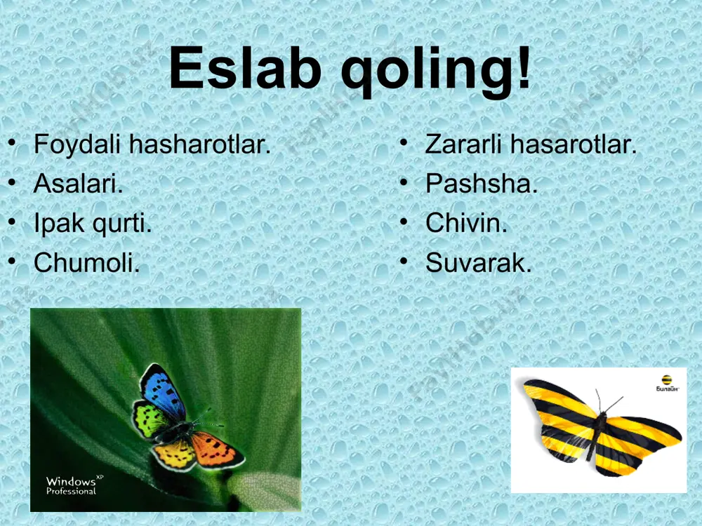4-sinf qushlar va hasharotlar - Page 2