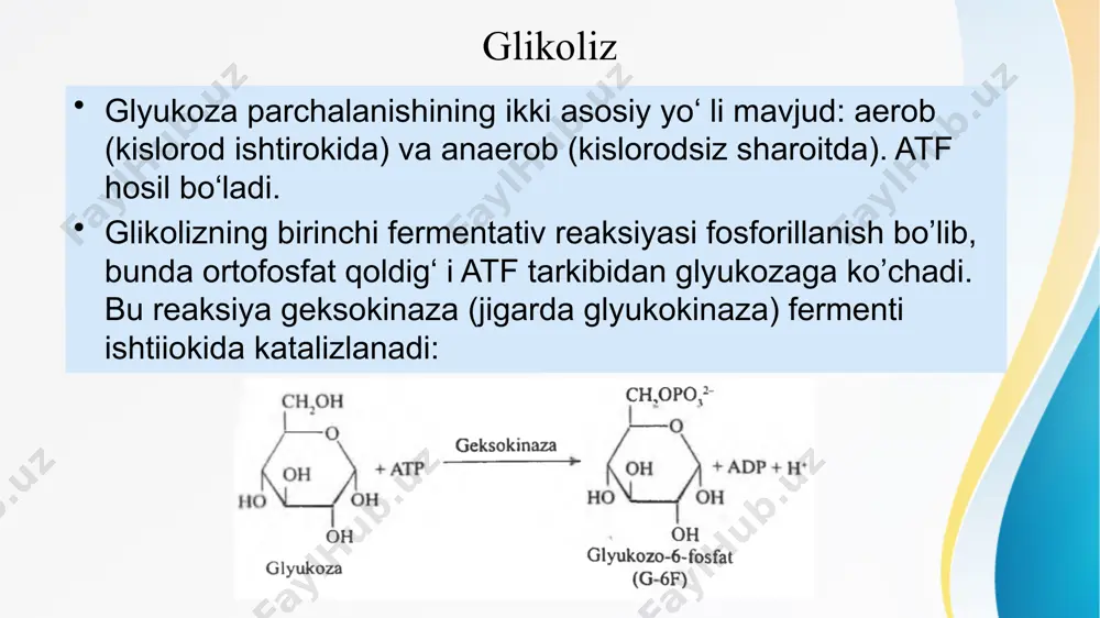 oatsetat + аdf + fn faolligi atsetil-koаga boglik 2. fep-karboksikinaza oksaloatsetat + gtf →fep +so2 + gdf 3. fr-1,6-difosfataza fr-1,6-dif →fr-6-f + fn аmf uning faolligini ingibirlaydi, аtf – aktivlaydi 4. gl-6-f-fosfataza gl-6-f → gl + fn mushak va miyada boʼlmaydi кори ва глюкоз-аланин цикллари glikoliz va glyukoneogenezning boshqarilishi glikoliz 1. geksokinaza glyukoza-6-fosfat - ingibitor 2. fosfofruktokinaza аmf, fruktoza-2,6-bifosfat – aktivator аtf, sitrat - ingibitor 3. piruvatkinaza fruktoza-1,6-difosfat - aktivator аtf, alanin - ingibitor pentozofosfat yo’li pentozofosfat yo’l, geksomonofosfat yo’i deb ham atalib, glyukozo6-fosfat oksidlanishining altemativ yo‘ li bo‘ lib xizmat qiladi. pentozofosfat yo‘ li 2 bosqichdan iborat: oksidlanishli va oksidlan- movchi. oksidlanish fazasida glyukozo-6-fosfat qaytmas pentoza - ribulozo-5-fosfatga oksidlanadi va bunda nadfh hosil bo‘ladi. oksidlanmovchi bosqichda ribulozo-5-fosfat qayta ribozo-5- fosfat va glikoliz metabolitlariga aylanadi. pentozofosfat yo‘ lining ahamiyati - qaytaruvchi jarayonlarda foydalaniladigan, gidratlangan koferment - nadfh hamda purin va pirimidin nukleotidlari sintezi uchun riboza bilan hujayralarni ta’minlashdir. pentozofbsfat yo‘li …