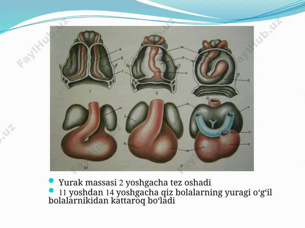 hegara barmoq-plessimetrning aniqroq tovushga qaragan tomonidan belgilanadi yurakning yuqori chegarasi perkussiyasi chap parasternal (to‘sh oldi) chizig‘i bo‘ylab qilinadi. uni o‘pka arteriyasi konusi va chap bo‘lmacha quloqchasi hosil qiladi. barmoq-plessimetr i qovurg‘a oralig‘i ga joylashtiriladi va to‘mtoq perkutor tovush hosil bo‘lguncha pastga tushirib boriladi. yurakning chap nisbiy to‘mtoqlik chegarasi yurakning chap chegarasini chap qorincha hosil qiladi uni aniqlash uchun avval yurak cho‘qqi turtkisi topiladi barmoq-plessimetr aniqlanayotgan yurak chegarasiga parallel, qovurg‘alarga perpendikulyar qilib yurak cho‘qqi turtkisi aniqlangan qovurg‘a oralig‘iga qo‘yiladi. o‘rta qo‘ltiq osti chizig‘idan yurak tomonga to‘mtoq tovush hosil bo‘lguncha perkussiya qilinadi a – yurakning chap nisbiy to‘mtoqlik chegarasi b – yurakning yuqori nisbiy to‘mtoqlik chegarasi a b yurakning nisbiy to‘mtoqlik chegaralari chegara-si yosh guruhlari 2 yoshgacha 2-6 yosh 7-12 yosh yuqori ii qov. ii qov.oralig‘i iii qov. o‘ng o‘ng parasternal chiziq o‘ng parasternal chiziqdan ichkarida to‘sh chegarasi va o‘ng parasternal chiziq orasida chap o‘rta o‘mrov chizig‘idan 1,5-2 sm ichkarida o‘rta o‘mrov …