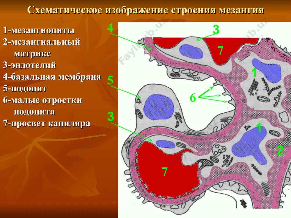 рапия ингибиторы апф блокаторы кальциевых каналов антиоксидантная терапия антигиперлипидемические средства трансплантация почки лечение комбинированная терапия трехкомпонентная схема цитостатики или глюкокортикоиды антиагреганты гепарин четырёхкомпонентной схема глюкокортикоиды цитостатики антиагреганты гепарин с переходом на фенилин