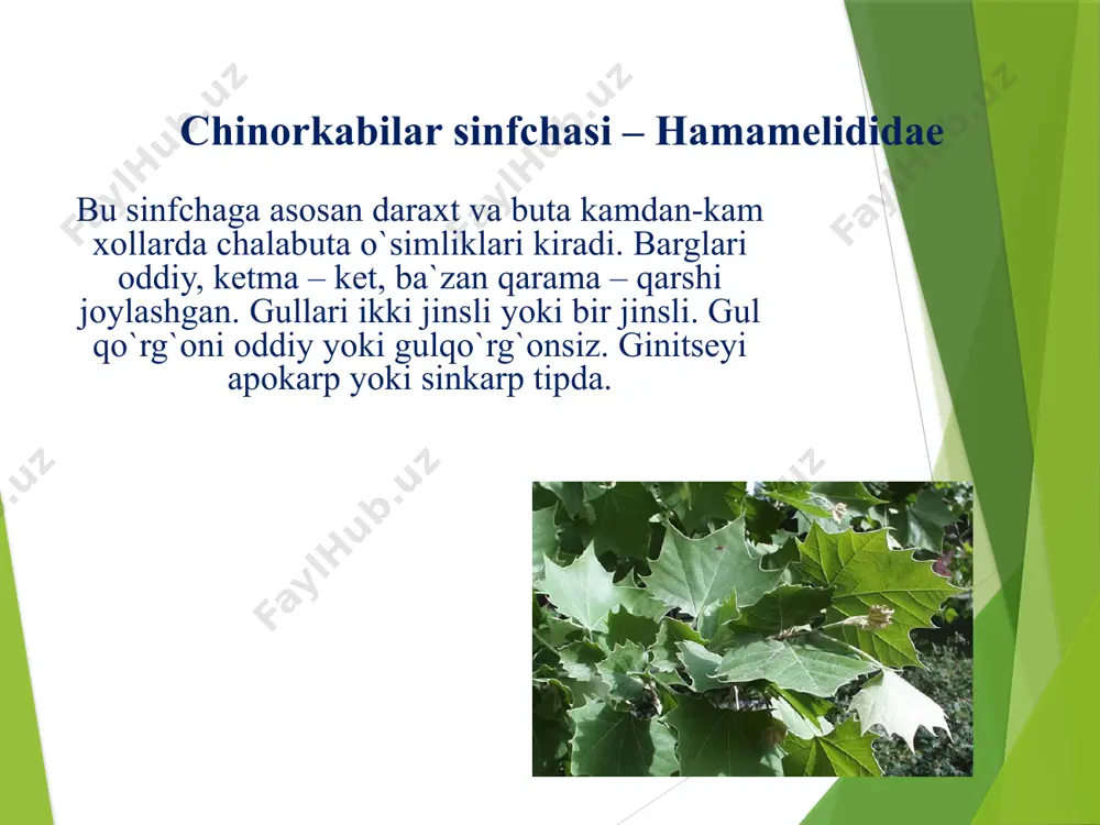bu qabila faqat qayindoshlar (betulaceae) oilasidan tashkil topgan. uning hozirgi vaqtda 6ta turkum, 150ga yaqin turi ma`lum. ular shimoliy yarim sharning mo`tadil va sovuq iqlimli zonalarida tarqalgan. oila vakkillarini barglari oddiy, poyada ketma-ket joylashgan. gullari bir uyli, ba`zan ikki uyli daraxt va buta o`simliklardir. gul formulasi: û ♂ p2a2-12g0, û ♀ p0 a0 g(2)‾ ahamiyati: oila vakillarining po`stloqlarida oshlovchi va bo`yoq moddaldari bor. bulardan tashqari po`stlog`ida yana qayin komforasi, betulin va efir moy bo`ladi. tanasining baxordagi shirasi tarkibida qand moddasi ham uchraydi. kayin, ol`xa, grab kabilar manzarali o`simlik sifatida bog` va parklarda ekiladi. qoraqayinnomalar qabilasi - fagales bu qabilaning ham yagona oilasi qoraqayindoshlar (fagaceae) hisoblanadi. oilaning yangi ma`lumotlar bo`yicha hozirgi vaqtda 8ta turkum va 900 ga yaqin turi er sharining mo``tadil va subtropik iklimli zonalarida tarqalgan. belgilari bo`yicha qayindoshlarga o`xshab ketadi. oila vakillari: 1) sharq qoraqayini (fagus orientalis), qrim va kavkazda tarqalgan. 2) eman. ( qvercus). bu turkumni 200 dan …