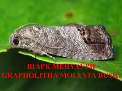 шарқ мевахўри–grapholitha molesta busck — PPTX