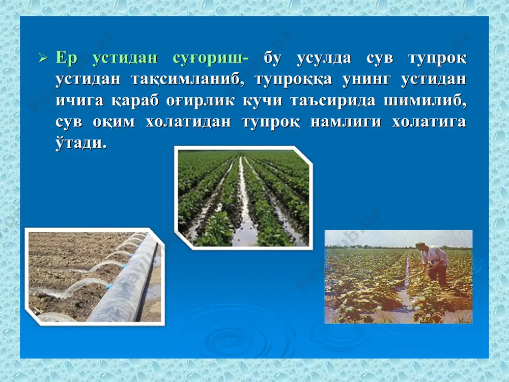 ув томчилатгичлар орқали томчи шаклида тупроққа берилиб, ўсимликнинг илдиз тизими жойлашган қатламини ўзини (локал) намиқтиришдир. суғориш суви босим остида қувурлар орқали ҳар бир ўсимликка ёки ўсимликлар қаторига етказилиб, вегетация даврида ўсимликнинг сувга бўлган талабини таъминлаб туради. бу усулда сув билан биргаликда минерал ўғитлар эритилган холда тупроққа бериш мумкин. минерал ўғитларни суғориш суви билан эриган холда қўллаш, азотли ўғитларни 44-57 фоизга тежаш имкониятини берилиши аниқланган. томчи холатида ўсимлик илдиз қатламига берилган сув капиллярлар бўйича тупроқ қатламига сингиб боради. бунда гравитация кучининг таъсири жуда кам бўлади. намланиш кўпроқ капилляр кучлар таъсирида амалга ошади. томчилатиб суғориш усули томчилатиб суғоришдаги тупроқ намланишининг эпюраси ёмғирлатиб ва томчилатиб суғоришдаги ўсимлик илдизининг ривожланиши томчилатиб суғоришдаги тармоқлар томчилатиш (суғориш) қувурлари ва ленталарига бўлинади. қувурлар диаметри 16 ёки 20 мм, қалинлиги 0,6-2,0 мм бўлган яхлит полиэтилен трубка (қувур) дан иборат бўлиб, улар томчилатгичлар ичига ўрнатилган (интеграллашган) ва ўрнатилмаган (кўр) бўлишлари мумкин. томчилатгичлар ўрнатилмаган – кўр қувурларга ташқарисидан махсус томчилатгичлар …
