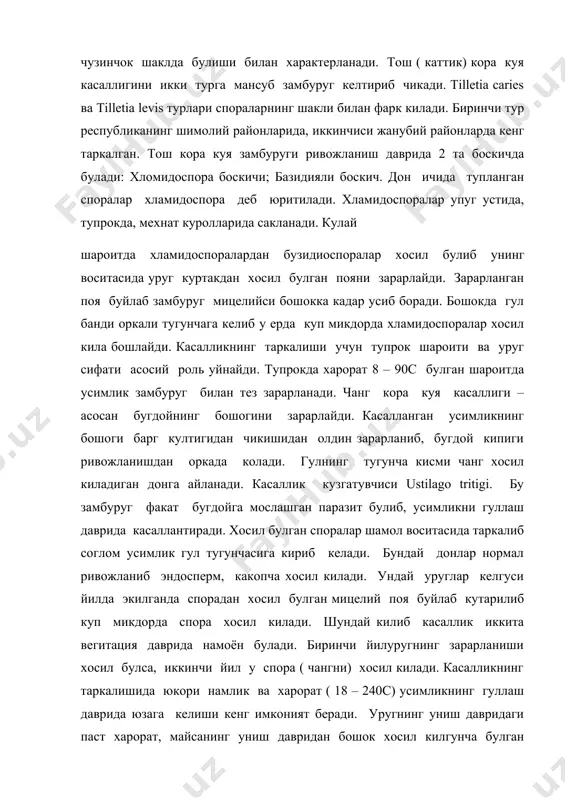 иб келади. бундай донлар нормал ривожланиб эндосперм, какопча хосил килади. ундай уруглар келгуси йилда экилганда спорадан хосил булган мицелий поя буйлаб кутарилиб куп микдорда спора хосил килади. шундай килиб касаллик иккита вегитация даврида намоён булади. биринчи йилуругнинг зарарланиши хосил булса, иккинчи йил у спора ( чангни) хосил килади. касалликнинг таркалишида юкори намлик ва харорат ( 18 – 240с) усимликнинг гуллаш даврида юзага келиши кенг имконият беради. уругнинг униш давридаги паст харорат, майсанинг униш давридан бошок хосил килгунча булган даврда кургончилик хам унинг кенг таркалишига сабаб булади. маккахужорининг пуфакли кора куя касаллиги. бу касаллик маккажухорининг ер усти аъзоларини – поясини, сутасини, майсасини зарарлайди. касалликнинг асосий белгиси зарарланган аъзоларда уфакчалар хосил килади. дастлаб бу пуфакчалар кунгир – окиш ёки бинафша рангда булиб, устки томонидан бпка парда билан копланган булади. пуфакча этилганч у кора рангга киради. бу касаллик тупрокка уруг экилган кундан бошлаб то уруг пишиб етилган кунга кадар давом этади. майса вактида …