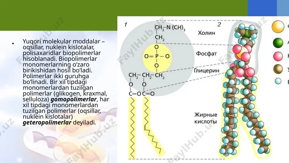ortikosteroid gormonlar va jinsiy bezlarning gormonlari steroidlar qatoriga kiradi va gormonal funksiyani bajaradi. 1g yog‘ to‘liq oksidlanganda 9,3 kkal yoki 38,9 kj energiya ajraladi. teri osti yog‘ kletchatkasi mexanik ta’sirlardan himoya qiladi. lipidlar issiqlikni yomon o‘tkazganligi tufayli, organizmda issiqlikni saqlashga yordam beradi. o‘simliklarda va hayvonlarda yog‘ zaxira holda to‘planadi. cho‘l hayvonlarida va qishda uyquga ketadigan hayvonlarda zaxira yog‘ energiya va suv manbayi bo‘lib xizmat qiladi. yog‘da eruvchi a, d, e, k vitaminlari fermentlarning koferment qismini tashkil qiladi. image2.jpeg image3.jpeg image4.png image5.jpeg image6.jpeg image7.jpeg image8.jpeg image9.jpeg image10.png image11.png image12.png image1.jpeg