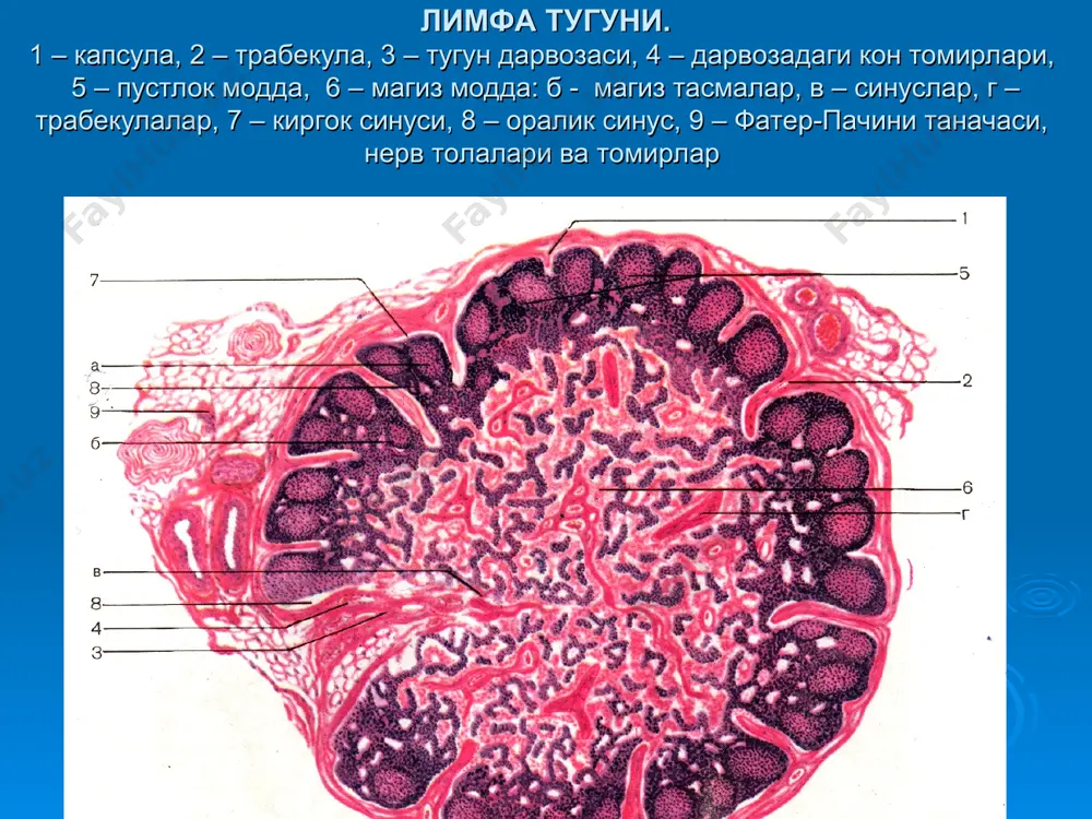 жойлашади ва бу ерда плазмоцитларга дифференциаллашади. танглай муртаги