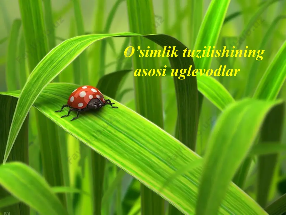 viy tuzilishiga qarab polisaxaridlar ikkiga bo’linadi: 1. gomopolisaxaridlar - bir xil monosaxaridlar qoldig’idan tashkil topgan 2. geteropolisaxaridlar - xar xil monosaxarid koldiqlaridan tuzilgan adabiyotlar: 1. james e.bidlach, snelly h. jansky. stern's introductory plant biology. – usa: mcgrow-hill, 2008, 622 p. 2. lincoln taiz, eduardo zeiger. plant physiology. usa, university of california, los angels, 2002. 3. hans-walter heldt. plant biochemistry. elsevier academic press, 2005. – 625 рр. 4. alimova r.a. qishloq xo‘jalik o‘simliklari biokimyosi fanidan laboratoriya mashg‘ulotlari: o‘quv qo‘llanma. – toshkent: toshdau, 2000. – 95 b. 5. alimova r.a., sagdiyev m.t. o‘simliklar fiziologiyasi va biokimyosi: o‘quv qo‘llanma. – toshkent, 2013. – 320 b. image9.png image10.jpeg image11.jpeg image12.jpeg image13.jpeg image14.jpeg image15.jpeg image16.jpeg image17.jpeg image18.png image19.png image1.jpeg image2.jpeg image3.jpeg image4.jpeg image5.jpeg image6.jpeg image7.jpeg image8.jpeg