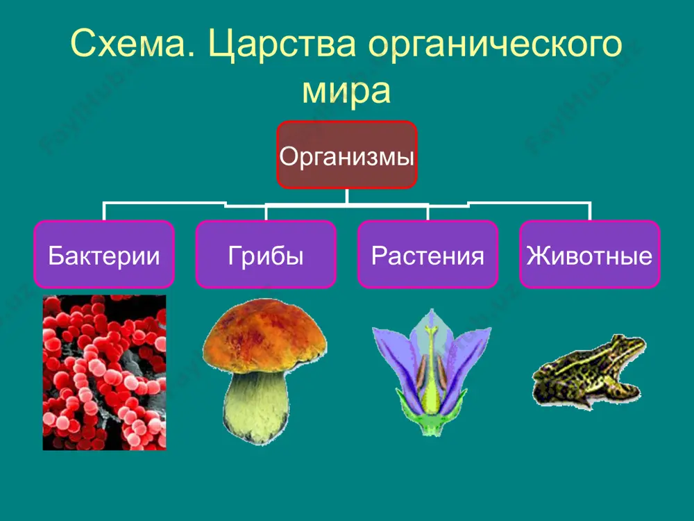 улавливают солнечную энергию, вырабатывая при этом питательные вещества. листья активно участвуют в дыхании растения, ведь дышат все живые организмы. к стеблю прикрепляются не только листья, но и цветки. а затем - плоды, появляющиеся на месте цветков. по стеблю к плодам поступают питательные вещества и вода. для того, чтобы растение получало из почвы воду, необходимо, чтобы корни, как насосы, качали ее из земли и подавали вверх по стеблю. репродуктивные органы * органы, благодаря которым происходит семенное размножение растений, называются репродуктивными (репродукция - воспроизведение). к репродуктивным органам растений относятся цветки, плоды и семена. основную часть своей жизни растение может преспокойно существовать, обходясь только вегетативными органами. а вот когда приходит пора размножения, без репродуктивных органов не обойтись. сначала расцветают цветки. затем на месте цветков появляются плоды, в которых зреют семена. созревшие семена, попадая в землю, через какое-то время прорастают, давая начало новым растениям. так, например, появился молодой дубок, который ты видишь на рисунке. …