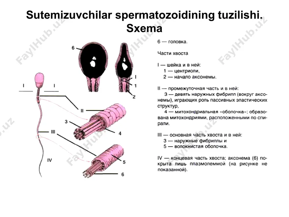 oplami; 3) tolali qobiq; 4) qobiq. sutemizuvchilar porloq qobiq, donador qobiq (follikulyar hujayralardan) 3) biriktiruvchi to'qima membranasi (teka; faqat tuxumdonda mavjud). urug'lantirish bosqichlari 1. gametalarning yaqinlashuvi va masofaviy o'zaro ta'siri 2. gametalarning kontaktli o'zaro ta'siri 3. spermatozoidning (aniqrog'i, uning yadrosi va sentriolalari) oosit ii ichiga kirib borishi. shundan so'ng yana ikkita muhim jarayon sodir bo'ladi: 5. ikkinchi meyotik bo'linish (sut emizuvchilarda) va 6. zigotani parchalanishga tayyorlash 1) to'liq sinxron forma 2) to'liq sinxron notekis 3) meroblastik (to'liqsiz) yoriq va blastula turlari umurtqasizlar va ibtidoiy akkordlar tuxum hujayrasi aletital (yoki birlamchi) . oligo- va isolecithal). maydalash - tugallangan va uniforma . seloblastula hosil bo'ladi xaftaga tushadigan baliqlar, amfibiyalar tuxum hujayrasi mezoletsitaldir. ajralish - to'liq, notekis, asinxron . amfiblastula hosil bo'ladi suyikli baliqlar, sudralib yuruvchilar, qushlar tuxum hujayrasi keskin telolesitaldir . ajralish - qisman (to'liqsiz). diskoblastula hosil bo'ladi yoriq va blastula turlari sutemizuvchilar (jumladan, odamlar) tuxum hujayrasi ikkilamchi oligolesitaldir . ezilgan - …