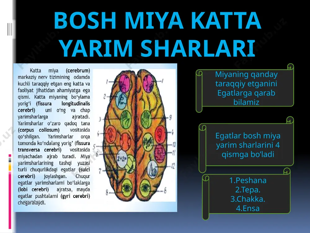 nerv sistemasi, bosh miya - Page 4