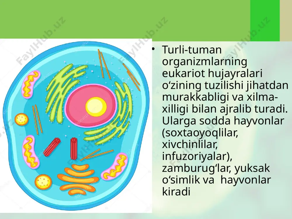 eukariyot hujayra. sitoplazma. 9 - sinf - Page 5