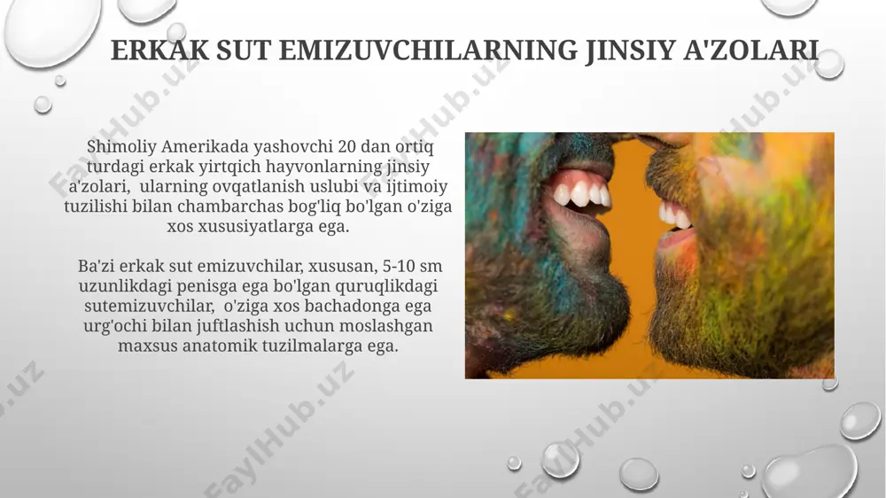 sut emizuvchilarning jinsiy a'zolari - Page 4