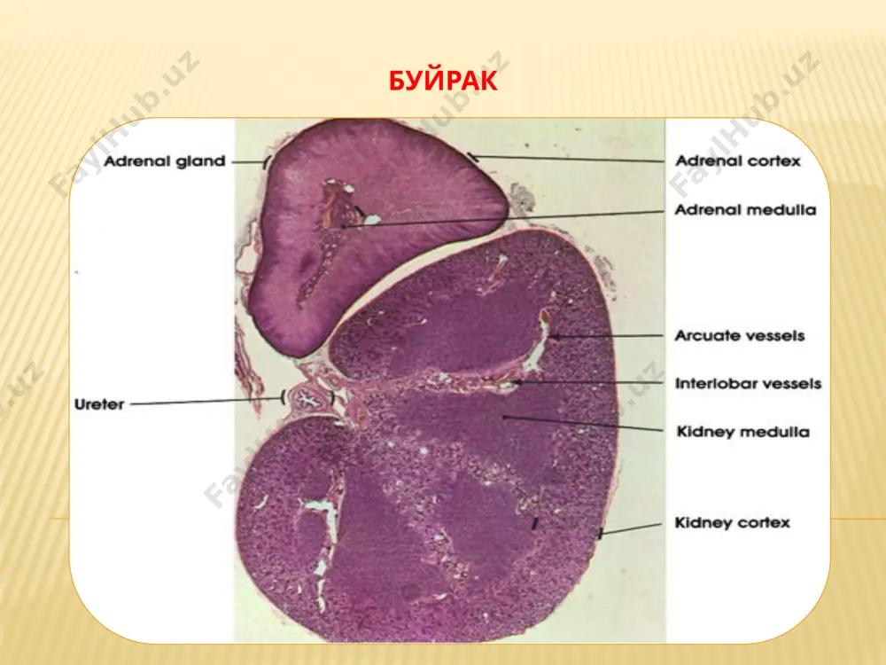 siydik ayiruv sistemasi - Page 5