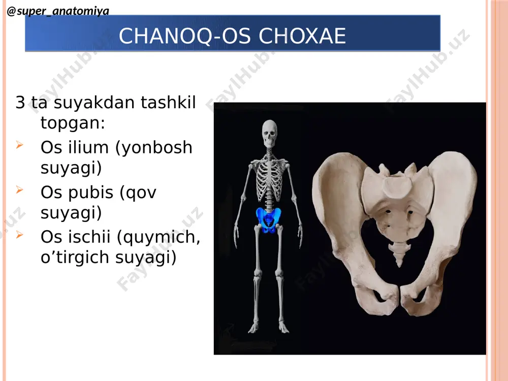 osteologiya - Page 3