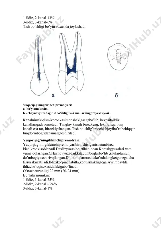 o’lishi mumkin. tishningyaxshirivojlangan 3 ildizi bor. o’rtachauzunligi 22 mm (20-24 mm), ko’pincha 3ta ildiz, 3ta kanali bor. 45-56% - 3ta ildiz, 4 kanali. 2,4% - 5 kanal uchrashimumkin.tish bo’shlig’ito’rtburchaknieslatadi, tubibo’yinsoxasida joylashadi. tanglay kanali to’g’ri, keng, yumaloqyoki oval shaklda, lunj kanallaridanoldingi-lunj-biroztorroq, qiyshaygan. yuqorijag’ningbirinchimolyari: a.- bo’ylamakesim; b.- chaynovyuzadagitishbo’shlig’ivakanallarningproyektsiyasi. tish bo’shlig’ichaynovyuzadan, pulpaningtanglayshoxitomon ochiladi. ochilganbo’shliqko’rishuchunqulaybo’lishikerak. yuqorijag’ningikkinchimolyari. yuqorijag’ningikkinchimolyarinituzilishida 4 variant bo’lishi mumkin. -tishningtojqismibirinchimolyarningtojqisminieslatadi,lekin qo’shimcha dumboqkuzatilmaydi, -tishningtojqismi romb shakligaega,oldingitilvaorqalunjdo’mboqlar yaqinlashgan,ularorasidabilinmasegatutgan, -oldingitilvaorqalunjdumboqlariqo’shilganvachaynovyuzada 3 dumboq mavjud, -tishningtojqismiuchburchak shaklida,3 dumbogimavjud-bittatilva ikkita lunj. birinchivato’rtinchivariantlariamaliyetdako’proquchraydi. o’rtachauzunligi 21 mm (19-23 mm) 54%-3 ildizli, 46%-4 ildizlibo’lishi mumkin. tish bo’shlig’ikubsimonshakldabo’lib, ildizkanaliga 3ta kirish qismianiqlanadi. yuqorijag’ningikkinchimolyari: a.- bo’ylamakesim; b.- chaynovyuzadagitishbo’shlig’ivakanallarningproyektsiyasi. yuqorijag’ninguchinchimolyari. yuqorijag’ninguchinchimolyarinishaklivaxajmixar xil bo’lishi mumkin.ko’pinchatojda 3 dumboqaniqlanadi,kamroqxollarda 4 yeki 5-6 uchrashimumkin.ildizlar soni xam turlichabo’lishimumkin.tishbo’shlig’ini shaklito’rtburchakekiuchburchak xam bo’lishimumkin.bo’shliqgumbazi tishningbo’yinsoxasigato’g’rikeladi.ildizkanallarigakirishqismi uchburchakshakligaega.ko’proq 3ta vaundanko’p kanali bo’lishimumkin, lekinanatomik variatsiyalariturlichabo’lganiuchun, faqattishbo’shlig’iochilganda kanal soninianiqlashmumkin. lekinendodontikdavolashbutishdaqiyinroq olibboriladi. pastkijag’ningbirinchipremo