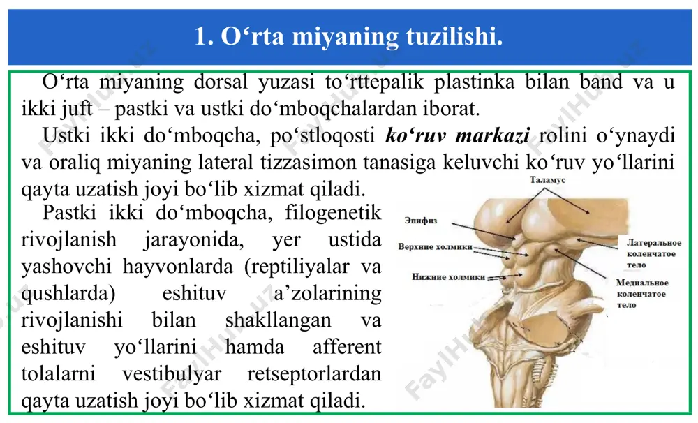 a bogʻliq boʻlgan qorachiq refleksi, koʻz akkomodatsiyasi va koʻruv oʻqlarini bir nuqtaga qadash – koʻzlar konvergensiyasi reflekslarining yuzaga chiqishida ishtirok etadi. koʻz soqqalarining harakatlari juda ham murakkab boʻlib, ularni koʻzning oltita tashqi mushaklari ta’minlaydi va bu mushaklar uchta chanoq-miya asablari tomonidan innervatsiyalanadi. 2. oʻrta miyaning harakatlarni boshqarishdagi ishtiroki. koʻzni harakatlantiruvchi asab yadrosining neyronlari, koʻzning ichki, pastki va yuqorigi toʻgʻri mushaklarini hamda yuqori qovoq mushagini innervatsiyalaydi. ushbu harakat apparati yordamida koʻzlar gorizontal, vertikal va aylanma harakatlarni amalga oshira oladi. jismlarni erkin koʻrish va kitob oʻqish paytida, odamning koʻzlari, bitta fiksatsiya nuqtasidan ikkinchisiga tez sakraydi (sakkada hodisasi). ushbu sakkadalar, 0,15 dan to 2 sekund muddat davom etadigan koʻz fiksatsiyasi davrlarida ketma–ket sodir boʻladi. koʻzning gorizontal harakatlari koʻzning tashqi va ichki toʻgʻri mushaklari hamkorligidagi ishga bogʻliq boʻlib, ushbu mushaklarga, yadrolarida lokallashgan motoneyronlarning qoʻzgʻalish darajasi varoliev koʻprigi retikulyar formatsiyasining markazlari tomonidan nazorat qilinadi. 2. oʻrta miyaning harakatlarni boshqarishdagi ishtiroki. bu markazlarda, har bir gorizontal …