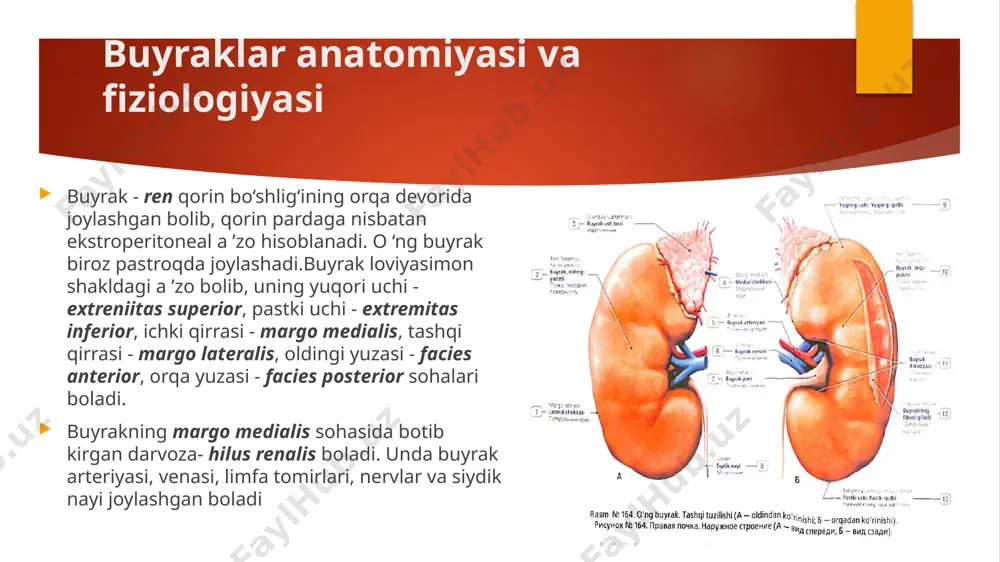 siydik pufagi - vesica urinaria siydik pufagi - vesica urinaria siydik pufagi - vesica urinaria 500-700 ml hajmga ega bolib, kichik chanoq bo‘shligida joylashgan. siydik yigilishi natijasida, siydik pufagi qorin bo‘shligiga ko‘tariladi. qopchaning tubi - fundus vesicae orqa va past tarafga yo‘nalgan boladi. bo‘yin qismi - cervix vesicae siydik chiqaruv nayiga davom etadi. qorin oldi devori sohasida joylashgan uchi - apex vesicae bilan tubi - fundus orasida siydik qopchasining tanasi - corpus vesicae joylashadi. siydik qopchasining uchidan qorin oldi devorining ichki yuzasi bo‘ylab kindik sohasigacha lig.umbilicale medianuni yo'naladi. siydik qopchasining tashqi yuzasi tunica serosa qavati bilan o‘ralgan. uning ostida tunica m uscularis bolib, tashqi bo‘ylama, o ‘rta-ko‘ndalang, ichki boylama va ko‘ndalang tutamlardan tashkil topgan. bu mushaklar silliq mushak tolalaridan hosil bolib, umumiy vazifasi siydikni pufakdan chiqarish bolganligi sababli siydik chiqaruvchi mushaklar - m. detrusor urinae deyiladi. siydik chiqaruv teshigi - ostium urethrae internum sohasida halqasimon mushak tolalari yaxshi rivojlangan bolib, …