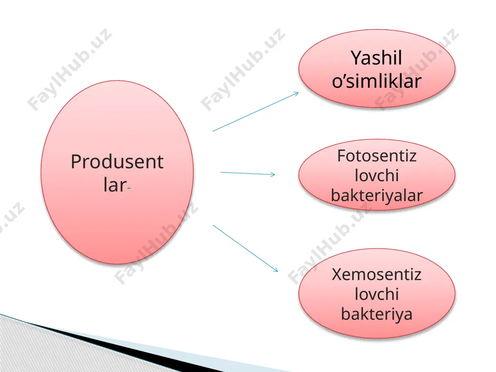 ekotizmlarning trofik strukturasi - Page 3