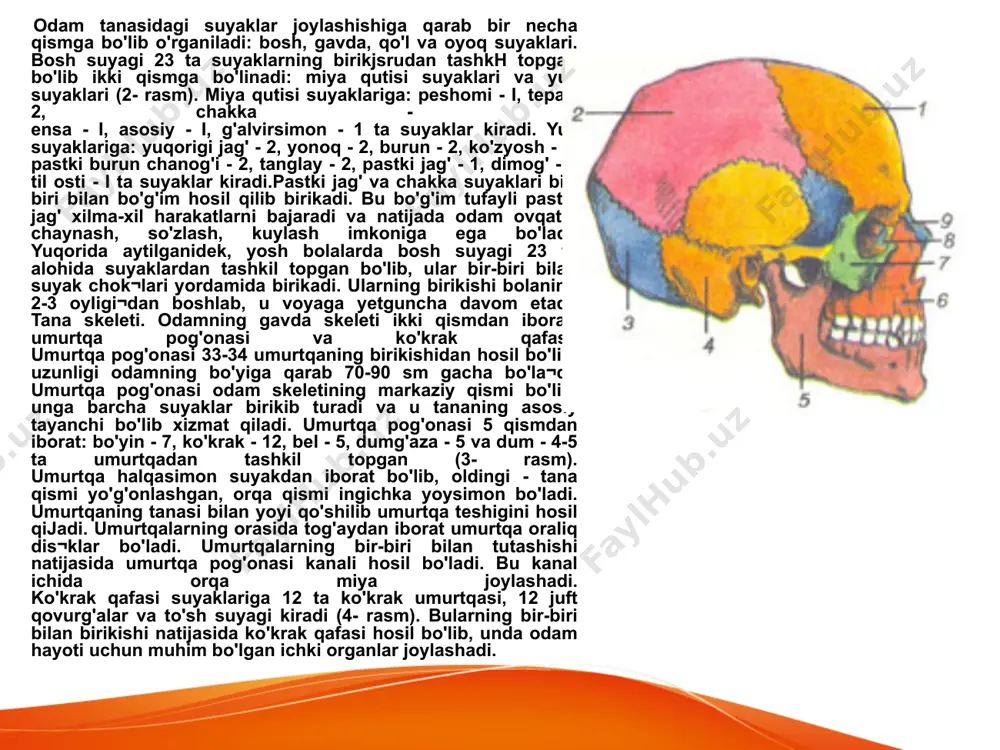 m). yelka kamari suyaklariga kurak va o'mrov suyaklari kiradi. kurak suyagi uchburchak shakldagi yassi suyak bo'lib, ichki botiq yuzasi bilan ko'krak qafasining 2-7- qovurg'alari ustiga yopishgan bo'ladi. urakning tashqi burchagida bo'g'im yuzasi bo'lib, u yelka suyagi bilan birikishga moslashgan. o'mrov suyagi ichki tomondan to'sh suyagiga, tashqi tomondan kurak suyagiga birikadi. u yelka bo'g'imining harakatlarida muhim ahamiyatga ega. qo'lning erkin suyaklariga yelka, bilak panja suyaklari kiradi. yelka suyagi uzun naysimon shaklda bo'lib, uning yuqorigi uchi kurak suyagi bilan birikib, yelka bo'g'imini, pastki uchi esa bilak¬tirsak suyaklari bilan birikib, tirsak bo'g'imini hosil qiladi. 5-rasm. qo'l suyaklari. 1- o'mrov suyagi; 2¬kurak suyagi; 3- yelka suyagi; 4- tirsak suyagi; 5- bilaguzuk (kaft usti) suyaldarl: 6- kaft suyak¬lari: 7- barmoq suyaklari: 8- bilak suyagi suyakning pastki uchi katta boldir bilan birikib, tizza bo'g'imini tashkil etadi. tizza qopqog'i suyagi eng yirik erkin (sesama¬simon) suyak bo'lib, u tizza bo'g'imining oldingi yuzasini yopib turadi. bu suyakka sonning to'rt …