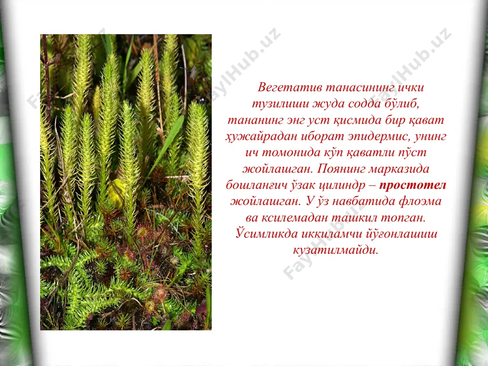 псилофитсимонлар ва псилотсимонлар бўлимлари - Page 3