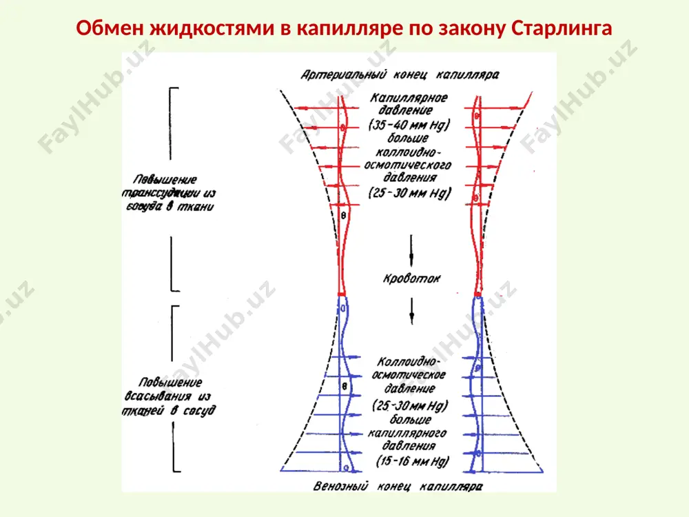 торе гиперосмоляр изоосмоляр гипоосмоляр - питье морской воды; - введение физ. раствора - водная интоксикация - введение гиперт. - отеки раствора - водянка гипергидратация шакллари водянка шиш сувли интоксикация - сердечные - почечные - печеночные - воспалительные - аллергические - токсические - голодные понятие «водянка» водянка (истиско) – тана бушликларида суюклик тупланиши водянка корин бушлиги – асцит водянка плеврал бушлик - гидроторакс водянка мия коринчалари - гидроцефалия водянка юрак халтаси – гидроперикард водянка тухумдон - гидроцеле сувли интоксикация патогенези (гипоосмоляр гипергидратация) буйрак функцияси пасайганда куп микдорда сув кириши.   хужайра ташкарисида сув купайиши (олигоцитемик гиперволемия)  нисбий эритропения, гипопротеинемия, гипонатриемия  р осм. хужайра ташкарисида суюклик купайиши   хужайра ичига сув кириши хужара ичида шиш мия ичида босим ортиши цитолиз, эритроцитлар гемолизи - гемоглобинемия - гемоглобинурия мнс функцияси бузилиши - буйрак функцияси бузилиши бош огриги, кунгил айниш, кусиш - гиперазотемия, аутоинтоксикация отвращение к воде, талваса, кома шиш шиш …