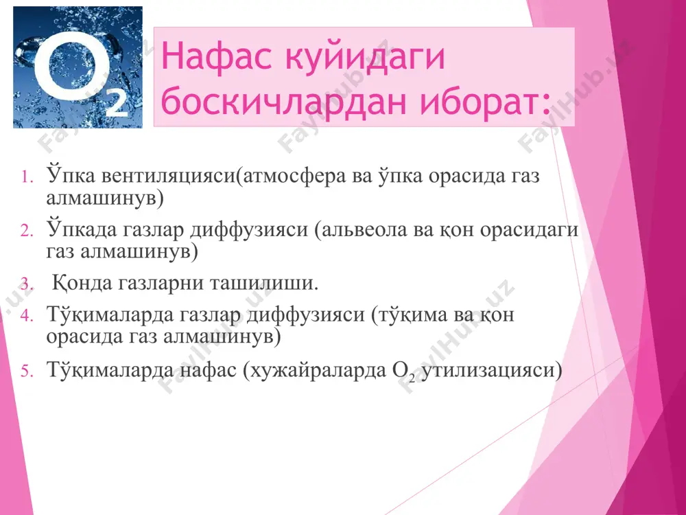сон касаллиги). нафас олиш бузилганда гипоксия юзага келади (г) – бу тўқималарни кислород билан етарлича таъминланмаслиги ва кислород утилизациясини бузилиши. гипоксемик г циркулятор г анемик г гистотоксик г физик г нафас бошкарилиши – бу шундай жараёнки, организмни кислород талаб даражасига қараб ўпка вентиляциясини ўзгартириб, организмни газ гомеостазини таъминлайди. нафас бошкарилишини нафас маркази мувофиклаштиради . нафас марказида икки турдаги нейронлар туплами мавжуд: 1 инспирация 2 инспирацияни тормозловчи. нафас маркази фаолияти хеморецепторлардан, механорецепторлардан ва проприорецепторлардан олган маълумотларга асосан ишлайди. ўпкада 3 турдаги механорецепторлар фарқланади: чўзилиш, ирритант ва юкстоальвеоляр. чўзилиш рецепторлари геринг-брейер рефлексини чақиради. нафасни бошқарилиши асосан каротид синусдан , аорта равоғидан ва тўқимадан келган афферент импульсларга боғлик. нафасни гуморал бошқарилиши фредерикни тажрибасида яққол кўрсатилган. альвеоляр ҳавода со2 концентрациясини ортиши, ўпка вентиляциясини ортишига олиб келади. холден тажрибасида со2 нафасдаги аҳамияти яққол кўринади. чақалоқнинг биринчи нафас олиши со2 ни нафас марказини қўзғатиши билан боғлиқ.