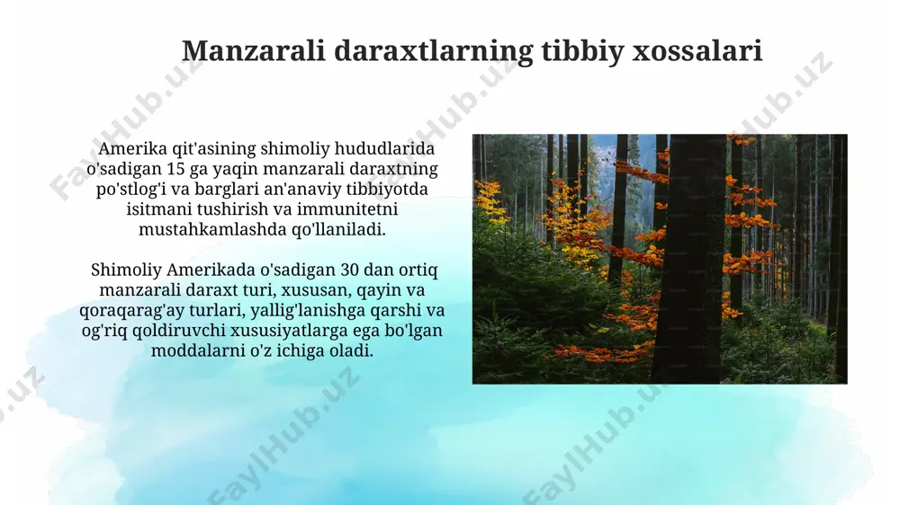 shimoliy amerika manzarali daraxtlar va dorivor o'simliklar - Page 3