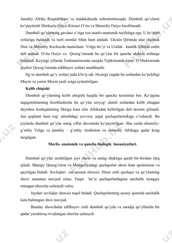 va saradja qo’yllarida bir qadar yaxshiroq rivojlangan shoxlar uchraydi. dumli qo’ylarning barcha zotlari uchun harakterlansa kalta qo’yrug’idagi yog’ miqdoridir. uning kata- kichikligi va formasi qo’y yoshi semizlik darajasi zotiga bog’liqdir. quyrug’i qachon va qanday paydo bulgan. bu savolga turlicha javob berishadi. ayni paytda har xil qarashlar mavjud. n.v. nosonov (1928) m.a. yermekov (1966) fikriga kura quyruq nogohoniy mutasiya tufayli paydo bulgan. s.n. bogolyubskiy ta’kidlashicha quyruq qo’ylarning quruq chul va yarim dasht sharoitida urchitilish natijasida hosil bulgan. ma’lumki quyruq dщominat belgi emas u duragayning birinchi avlodida yo’qoladi. hatto dumbali qo’ylar qayta singdiruvchi juftalshtirilganda ham quyruqni tanlash juda qiyin. bu o’zini oqlamaydi quzida urchitib ikki avlod duragay olishda esa quyruq mutloqo paydo bulmaganligi ham mumkin. dumbali qo’ylar tez semira oladi qulay sharoitda yog’ tuplaydi. shu tariqa dumbali qo’ylar qadim zamonlardan beri o’rta osiyoda urchitib kelinmoqda. ularning yovvoiy avlodlari argarlar hisoblanadi. ular o’rta osiyoda xonakilashtirilgan. dumbali qo’ylar tabiy va sun’iy tanli yo’l bilan …
