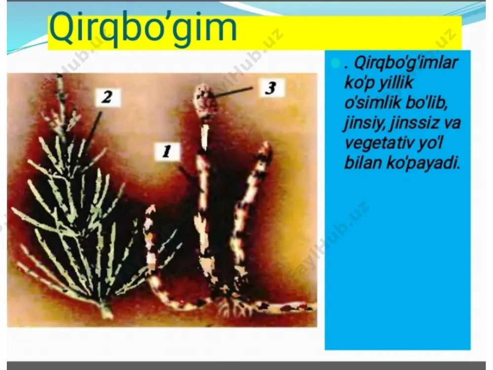 qirqquloqlar bo'limi - Page 3