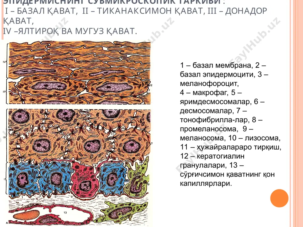 тери ва унинг хosilalari - Page 5