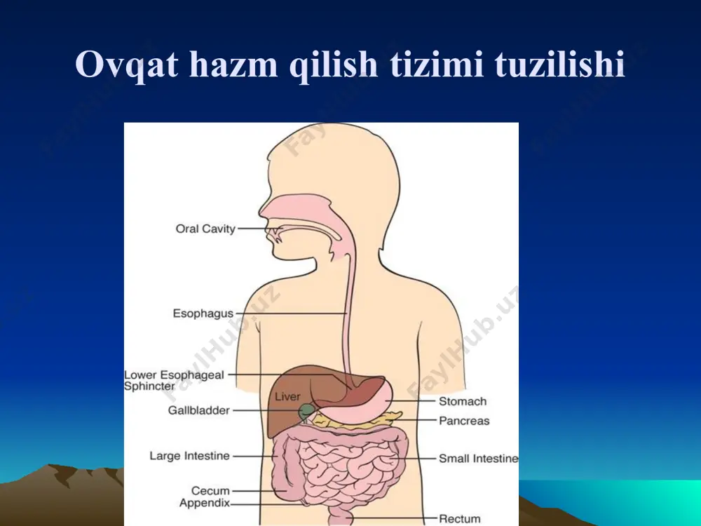 turadi. hiqildoq usti toğayi esa hiqildoqqa kirishni berkitadi va ovqat luqmasi qizilơngachga ơtib ketadi. qizilơngach (oesophagus) 23-25 sm bơyin qismi: traxeya bilan umurtqa suyagi ơrtasida joylashgan kơkrak qismi: vi-vii kơkrak umurtqalariga tơğri keladi qorin: 1-3 sm uzunlikda, jigarning chap bơlagi orqa yuzasiga tutashadi torayishlari - birinchi: vi-vii bơyin umutqasida - ikkinchi: iv-v kơkrak umurtqasida - uchinchi: diafragma sathida qizilơngachning yangi tugilgan chaqaloqlarda xususiyatlari peristal’tika shakllanmagan – faqatgina suyuq ovqatlarni o’tkazadi; qizilơngachning diafragmaga o’tish joyida to’liq qisilmasligi sababli qayt qilishlar ko’p kuzatiladi оshqozon (gaster) 40 sm qizilo’ngach kirish kardial qismi oshqozon tubi (gumbaz) oshqozon tanasi кichik egrilik katta egrilik qorin bơyni va qorin ğorchasi 12-barmoqli ichak chaqaloqlarda oshqozonning anatomik xususiyatlari yangi tug’ilgan chaqaloqlarda kardial, fundal qism va gis burchagi sust rivojlangan; oshqozon mushak tolalari kuchsiz bo’ladi, shu sababli oshqozondan qizilungachga lo’qmaning chiqarilishi, qayt qilish va qusish kuzatiladi, qizilo’ngach shilliq pardasida peptik yaralar paydo bo’lishi mumkin; bola hayotining dastlabgi oylarida oshqozon «og’zi …