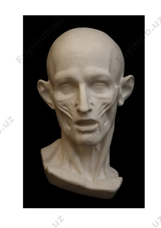 anatomik bosh qalamtasvirini ishlash (ekorshe gudon modeli) - Page 2
