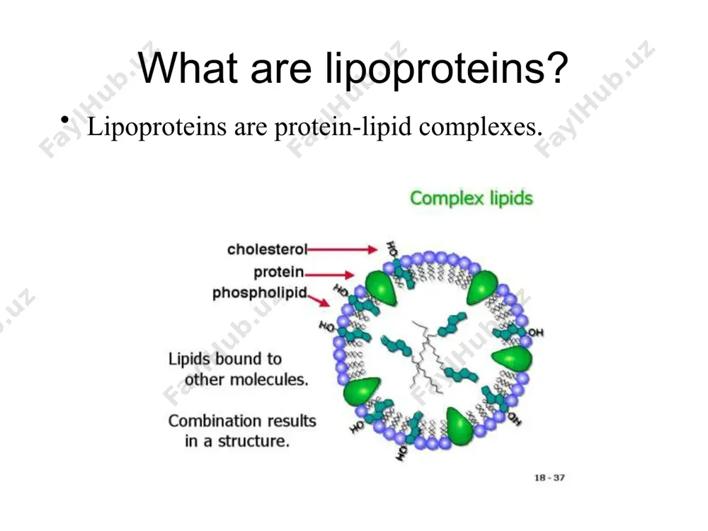 ein metabolism exogenous/chylomicron pathway (dietary fat) endogenous pathway (lipids synthesized by the liver) hdl metabolism (apolipoprotein transfer, cholesteryl ester transfer, reverse cholesterol transport lipoprotein metabolism exogenous/chylomicron pathway (dietary fat) endogenous pathway (lipids synthesized by the liver) hdl metabolism (apolipoprotein transfer, cholesteryl ester transfer, reverse cholesterol transport surface monolayer phospholipids (12%) free cholesterol (14%) protein (4%) hydrophobic core triglyceride (65%) cholesteryl esters (8%) tg rich: vldl cholesterol and atherosclerosis, grundy) 11 vldl contain 60-70% triglycerides produced by the liver transport endogenously synthesized triglycerides to peripheral tissues vldl metabolism cholesterol and atherosclerosis, grundy) apo c’s and apoe and cholesteryl ester are acquired from hdl in circulation fatty acid transport cholesterol and atherosclerosis, grundy) apoc-ii activates lipoprotein lipase which catalyses the hydrolysis of tg vldl conversion to ldl cholesterol and atherosclerosis, grundy) further action on idl by hepatic lipase loses additional apolipoproteins (apoe) becomes and is converted to ldl surface monolayer phospholipids (25%) …