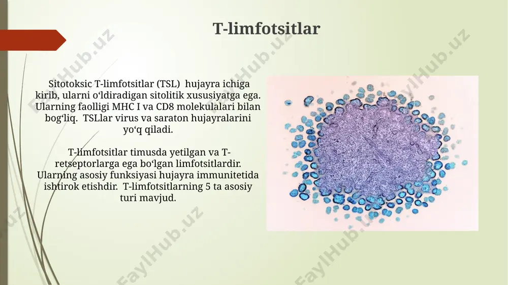 t va b limfotsitlar - Page 5