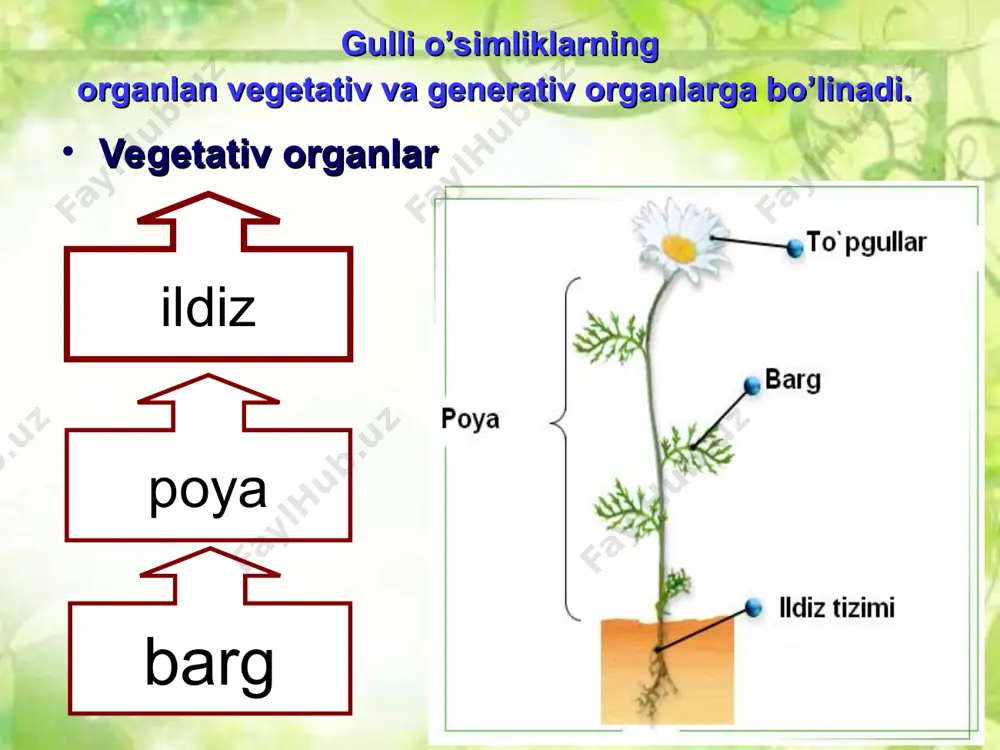 ildiz turlari va tizimlari - Page 3