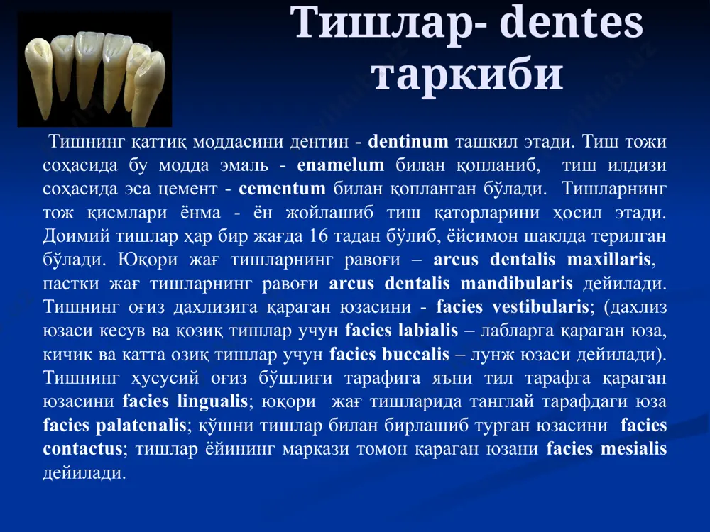 и кичик озиқ тишлар - 11-15 ёшларда, иккинчи катта озиқ тишлар - 13-16 ёшларда, учинчи катта озиқ тишлар - 18-30 ёшларда чиқади. тишлар юқори ва пастки жағ тишлари ўзаро жипслашган ҳолатида - юқори жағдаги кесув тишлар, пастки жағдаги кесув тишларининг олдинги юзасига тегиб туради. юқори жағ суягидаги тиш ёйлари каттароқ бўлади. шу сабабдан юқори жағдаги озиқ тишларининг тил тарафидаги бўртиғи - пастки жағдаги тишларининг тил ва лунж тарафидаги бўртиқлар орасидаги чуқурчада бўлади. жағларнинг жипслашган пайтида ўзаро бирлашган тишлар антогонистлар дейилади. пастки жағнинг медиал кесув тишлари ва юқори жағдаги учинчи катта озиқ тиши фақат битта антогонист тишга эга. қолган тишлар жипслашганида иккитада тишлар билан жипслашиб туради. прикус ёки оклюзия - осойишта турган пайтдаги тиш қаторларининг туришига айтилади. тишларнинг артикуляцияси - пастки жағ ҳаракати пайтидаги тиш қаторларининг ўзаро муносабатига айтилади. image1.jpeg image2.jpeg image3.png image4.png image5.png image6.png image7.png image8.png image9.png image10.png image11.png image12.png image13.png image14.jpeg image15.png image16.png image17.png image18.png image19.png image20.jpeg image21.png image22.png …
