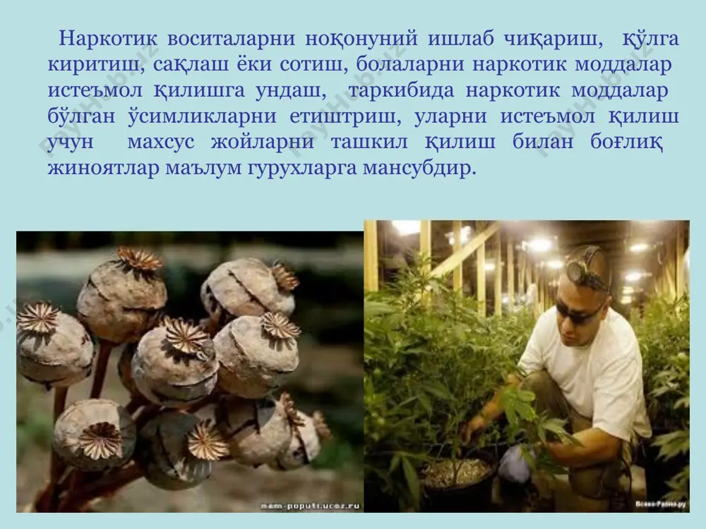 амизда, саксонтаси сотадида” -дейди аёл. * мутахассислар фикрича, наркотраффикга қарши кураш муаммосини ҳал этиш давлат миқёсидаги ишдир. бу борада ўзбекистон республикаси 1995 йилдан бирлашган миллатлар ташкилотининг наркотикларга қарши курашга тааллуқли конвенсиялари ҳамда мдҳ ва бир қатор дунё давлатлари билан ўзаро келишувларни имзолаган. ҳозирги кунда мамлакатимизда кўплаб жамоат бирлашмалари ва жамоат ташкилотлари фаолият кўрсатиб келмоқда. бинобарин, мазкур ташкилотлар фуқароларнинг ҳуқуқлар ва эркинликлари, сиёсий, иқтисодий, ижтимоий ҳамда ҳаётнинг бошқа соҳаларидаги қонуний манфаатларини рўёбга чиқариш мақсадида тузилган. бизга маълумки, мамлакатимизда ёшлар ўртасида содир этилаётган ҳуқуқбузарликларнинг олдини олишда ўзини ўзи бошқариш органлари ва жамоат ташкилотлари ҳамда жамоат ташкилотларининг ролини ошириш муҳим аҳамиятга эга. хулоса * юқоридагилардан хулоса қилиб шуни айтиш мумкинки, вояга етмаган ёшлар ўртасида гиёҳвандлик жиноятининг олдини олишга жамоат ташкилотларининг шу фаолиятдаги ролини ошириш орқалигина эришилади. шу жумладан, улар вояга етмаган ёшлар ўртасида содир этилаётган гиёҳвандлик жиноятлари юзасидан қонунда белгиланган тартибда давлатнинг шу соҳада фаолият олиб борувчи органларига кўмаклашишлари асосида вужудга келади. этиборингиз …